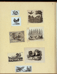 Eagles, ducks, chickens, and vultures.