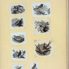 Various birds.