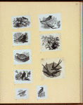 Various birds.