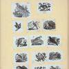 Various birds.