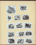 Various birds.