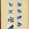 Various birds.