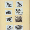 Various birds.