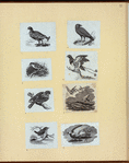 Various birds.