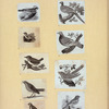 Various birds.