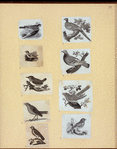 Various birds.