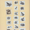 Various birds.