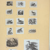 Various birds.
