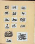 Various birds.