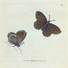 Papilio Blandina. [Class 5. Insecta]