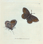 Papilio Blandina. [Class 5. Insecta]