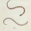 Coluber Dumfrisiensis. (Dumfriesshire Snake) [Class 3. Amphibia]