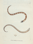 Coluber Dumfrisiensis. (Dumfriesshire Snake) [Class 3. Amphibia]