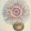 Actinia equina. [Class 6. Vermes, Order 2. Mollusca]