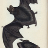Vespertilio Barbastellus. [Class 1. Mammalia,  Order 1. Primates]