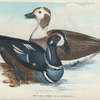 Anas historionica. (Harlequin Duck). [Class 3. Aves, Order 3. Anseres]