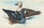 Anas historionica. (Harlequin Duck). [Class 3. Aves, Order 3. Anseres]