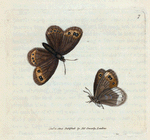 Papilio Ligea. [Class 5. Insecta, Order 3. Lepidoptera]