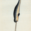 Monodon Monoceros. (Sea Unicorn, or Narwhal). [Class 1. Mammalia; Order 7. Cete]