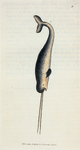 Monodon Monoceros. (Sea Unicorn, or Narwhal). [Class 1. Mammalia; Order 7. Cete]