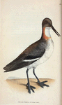 Phalaropus Hyperboreus. (Red-necked Phalarope, or Coot-footed Tringa) [Class 2. Aves; Order 18. Pinnatipedes]