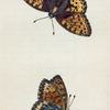 Papilio Charlotta. [Class 5. Insecta; Order 3. Lepidoptera]