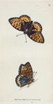 Papilio Charlotta. [Class 5. Insecta; Order 3. Lepidoptera]