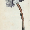 Amphitrite Ventilabrum. [Class 6. Vermes; Order 2. Mollusca]
