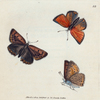 Papilio Chryseis. [Class 5. Insecta; Order 3. Lipidoptera]