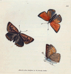 Papilio Chryseis. [Class 5. Insecta; Order 3. Lipidoptera]