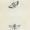 Phalæna Catena. [Class 5. Insecta; Order 3. Lepidoptera]