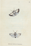 Phalæna Catena. [Class 5. Insecta; Order 3. Lepidoptera]