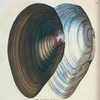 Mytilus stagnalis. [Class 6. Vermes; Order 3. Testacea]