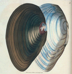 Mytilus stagnalis. [Class 6. Vermes; Order 3. Testacea]