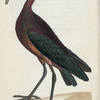 Tantalus Falcinellus? (Bay Ibis). [Class 2. Aves; Order 7. Grallæ]