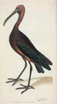 Tantalus Falcinellus? (Bay Ibis). [Class 2. Aves; Order 7. Grallæ]
