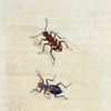 Cicindela hybrida. [Class 5. Insecta; Order 1. Coleoptera]