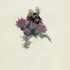 Apis flavicollis. [ Class 5. Insecta; Order 5. Hymenoptera]