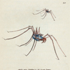 Phalangium Diadema. [Class 5. Insecta; Order 7. Aptera]