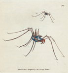 Phalangium Diadema. [Class 5. Insecta; Order 7. Aptera]
