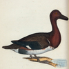 Anas Nyroca. (Olive-tufted Duck). [Class 2. Aves; Order [?]  Anseres]