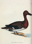 Anas Nyroca. (Olive-tufted Duck). [Class 2. Aves; Order [?]  Anseres]