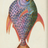 Zeus Opah. (Opah, or King-fish). [Class 4. Pisces; Order 3. Thoracici]