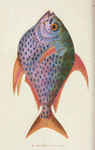 Zeus Opah. (Opah, or King-fish). [Class 4. Pisces; Order 3. Thoracici]