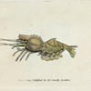 Cancer Spinus. (Spine-backed Shrimp). [ Class 5. Insecta; Order 7. Aptera]