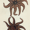 Asterias endeca. (Nine-rayed Star fish, or Sea  Star). [Class 6. Vermes; Order 2. Mollusca]