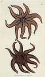 Asterias endeca. (Nine-rayed Star fish, or Sea  Star). [Class 6. Vermes; Order 2. Mollusca]