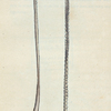 Pennatula mirabilis? (Slender Sea Pen). [Class 6. Vermes; Order 4. Zoophyta]