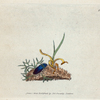 Elater cyaneus. [Class 7. Insecta; Order 1. Coleoptera]