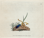 Elater cyaneus. [Class 7. Insecta; Order 1. Coleoptera]
